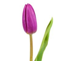 Тюльпан (фиолетовый)