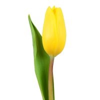 Тюльпан (желтый)