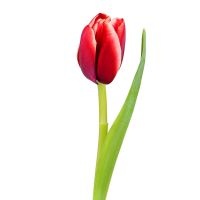 Тюльпан (красный)